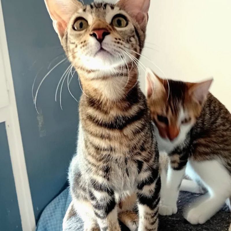SIRIUS - Chat à adopter - photo 6