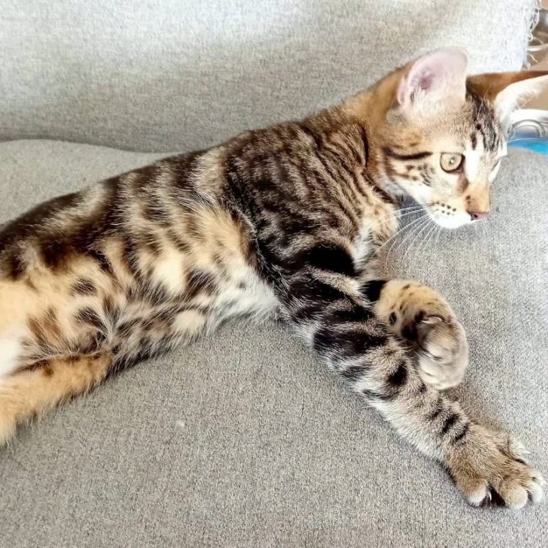 SIRIUS - Chat à adopter - photo 4