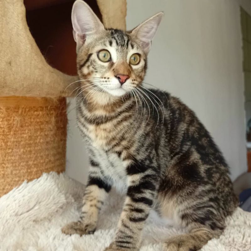 SIRIUS - Chat à adopter - photo 7