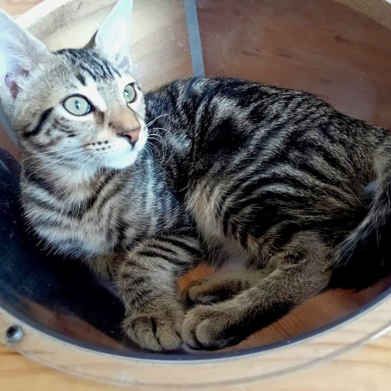 SIRIUS - Chat à adopter - photo 2