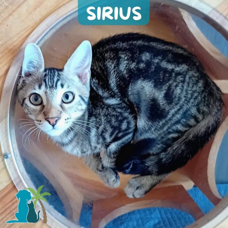 SIRIUS - Chat à adopter - photo 3