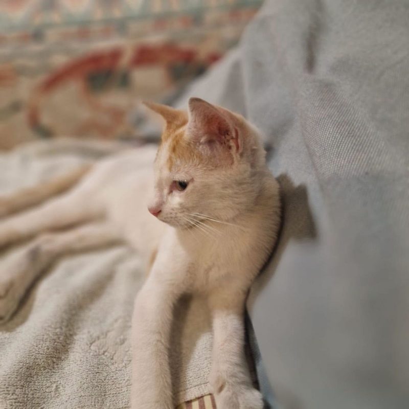 BISCUIT - Chat Européen à adopter - photo 4