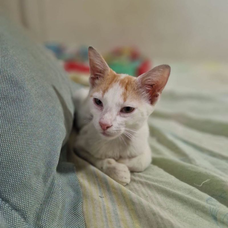BISCUIT - Chat Européen à adopter - photo 3