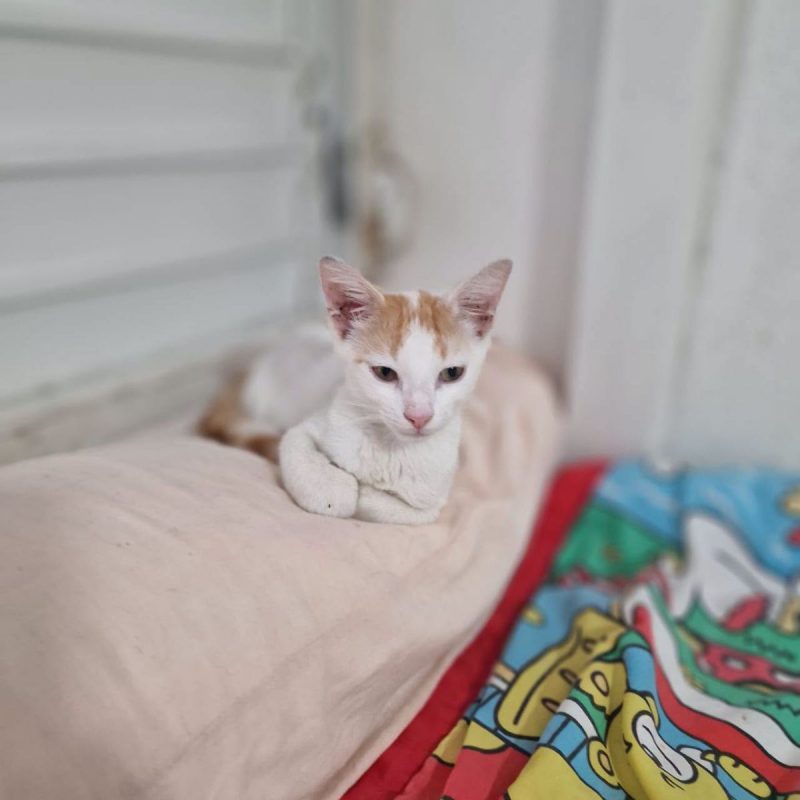 BISCUIT - Chat Européen à adopter