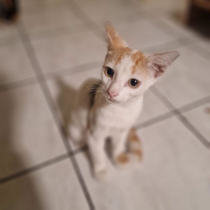 BISCUIT - Chat Européen à adopter - photo 5