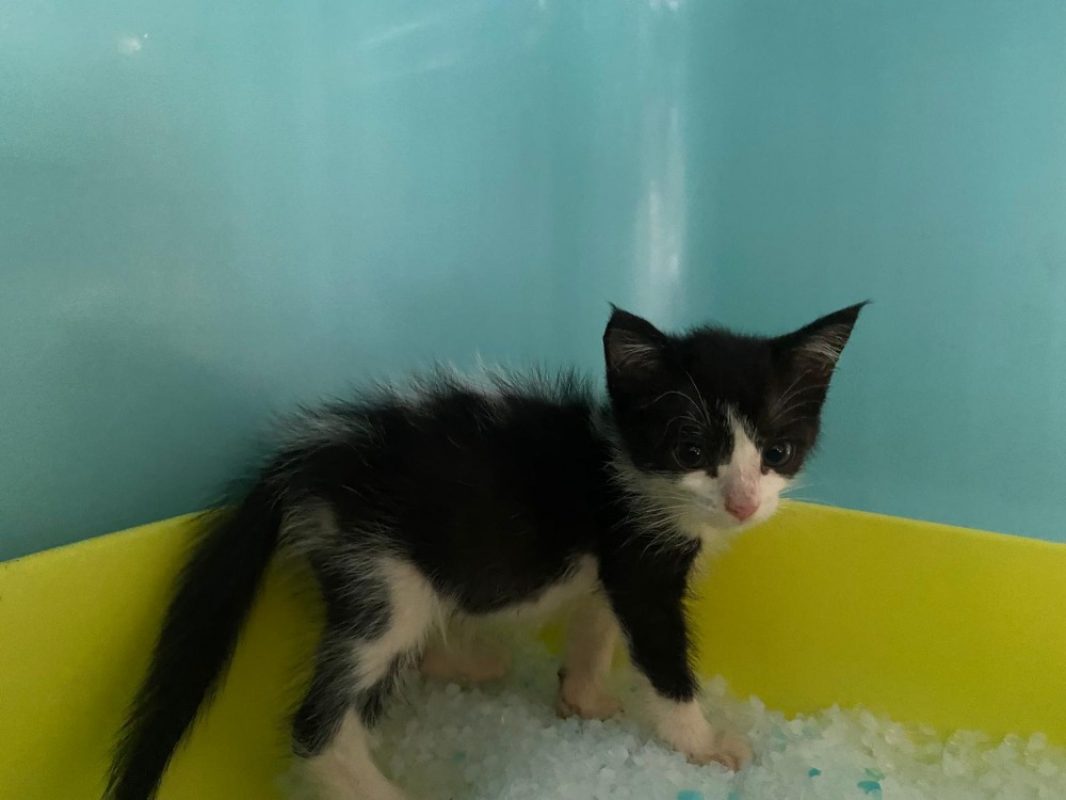 Nanouk - Chat Européen à adopter