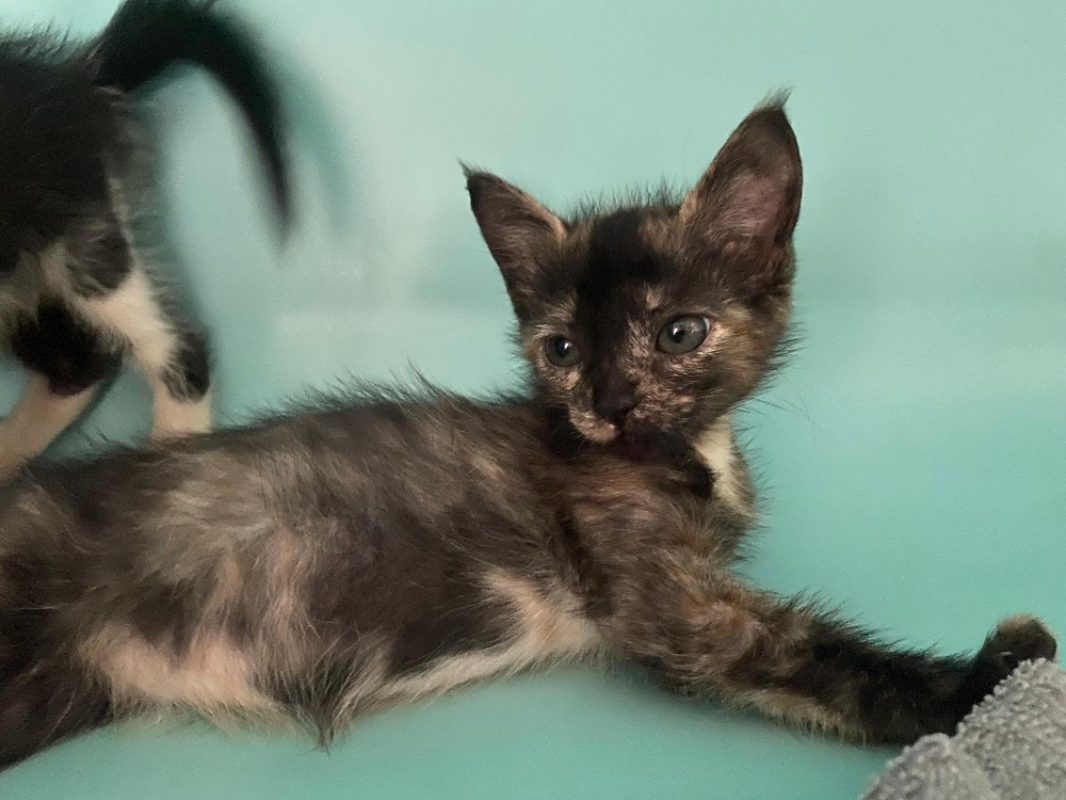 Nioky - Chat Européen à adopter