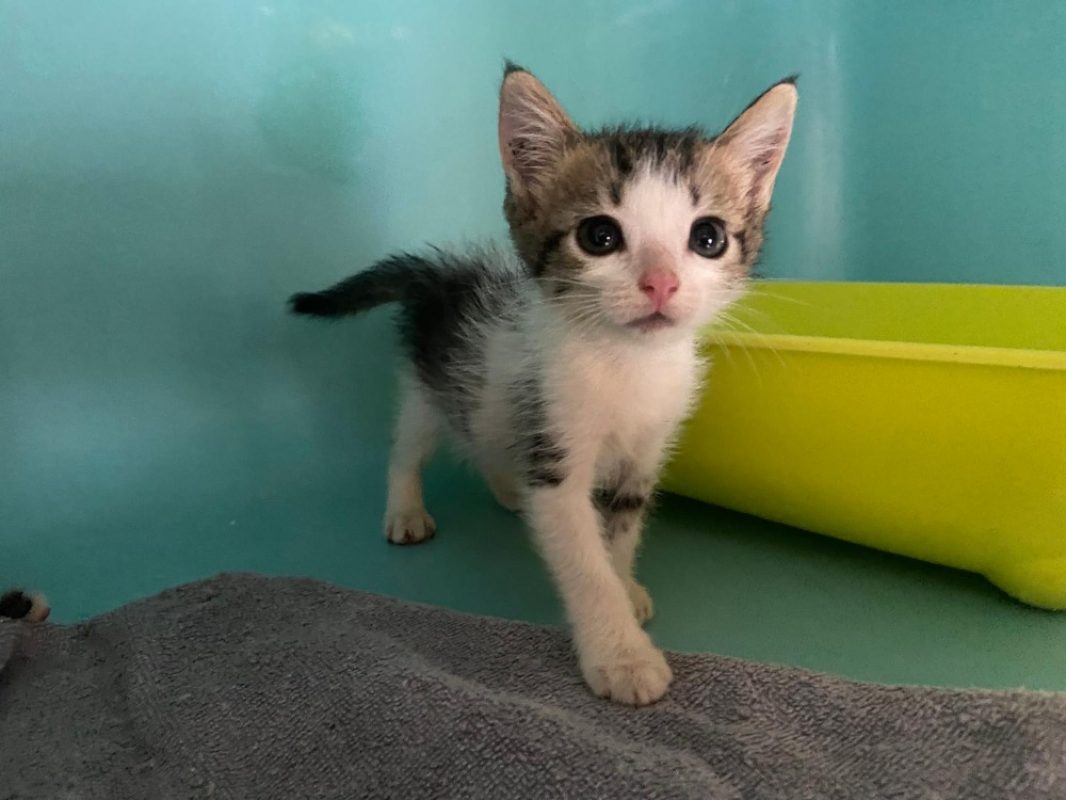 Nerie - Chat Européen à adopter
