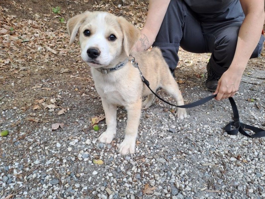Réservé moscou - Chien à adopter