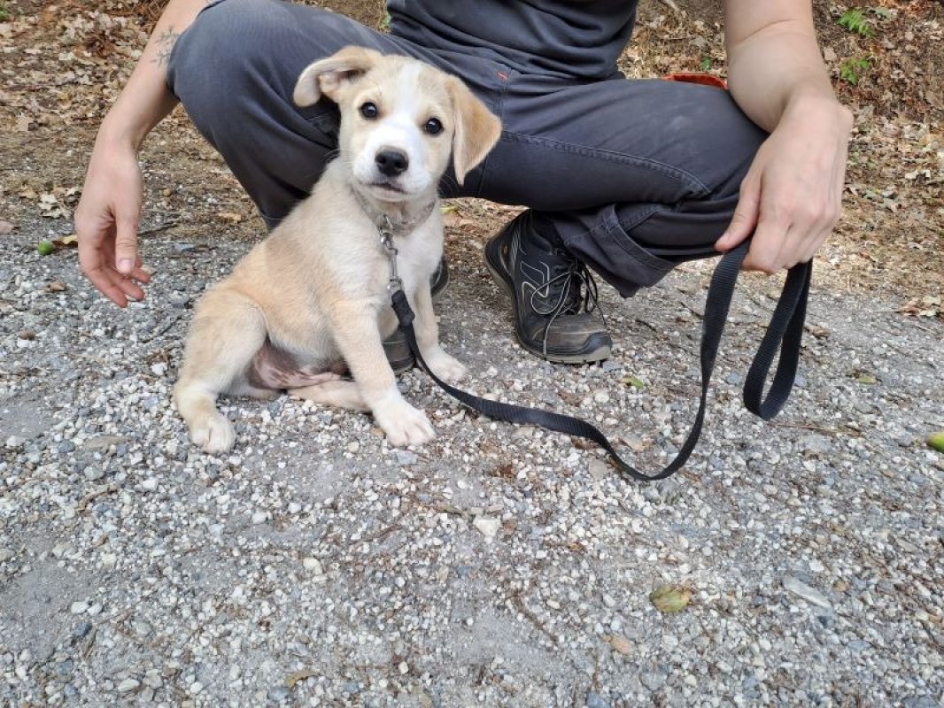 Réservé moscou - Chien à adopter - photo 2