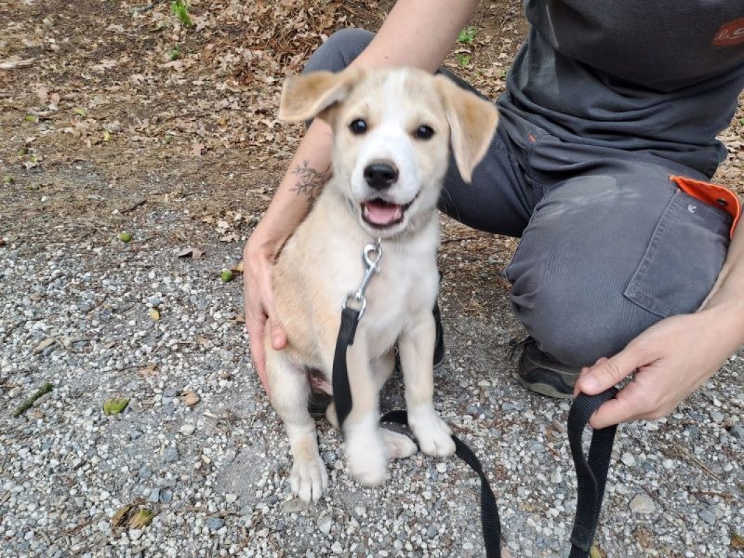 Réservé moscou - Chien à adopter - photo 3