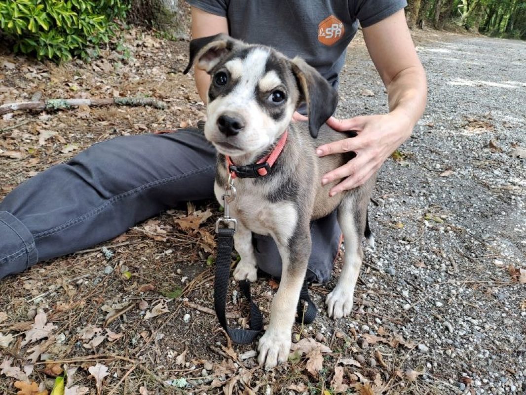 Réservé moroni - Chien à adopter