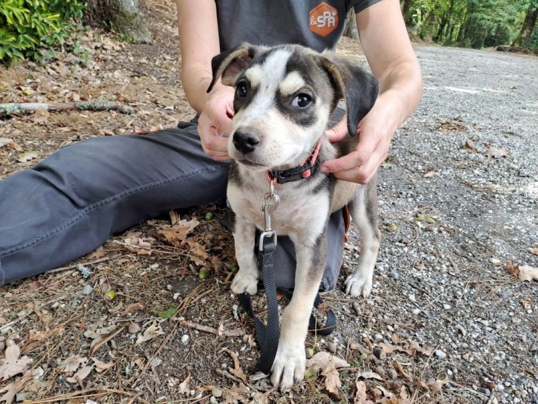 Réservé moroni - Chien à adopter - photo 2