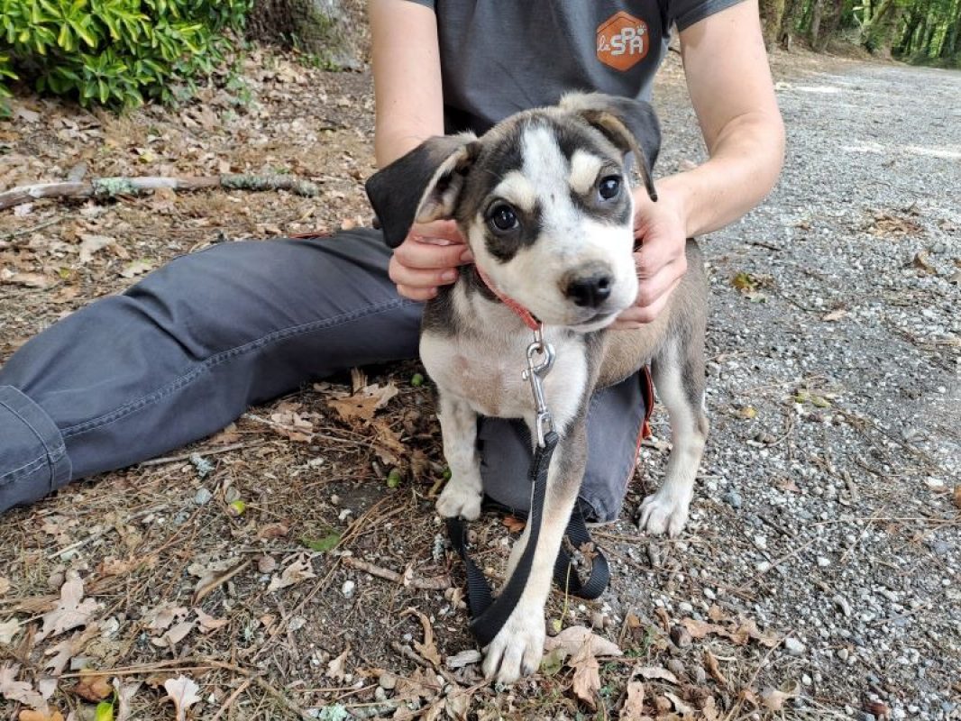 Réservé moroni - Chien à adopter - photo 3