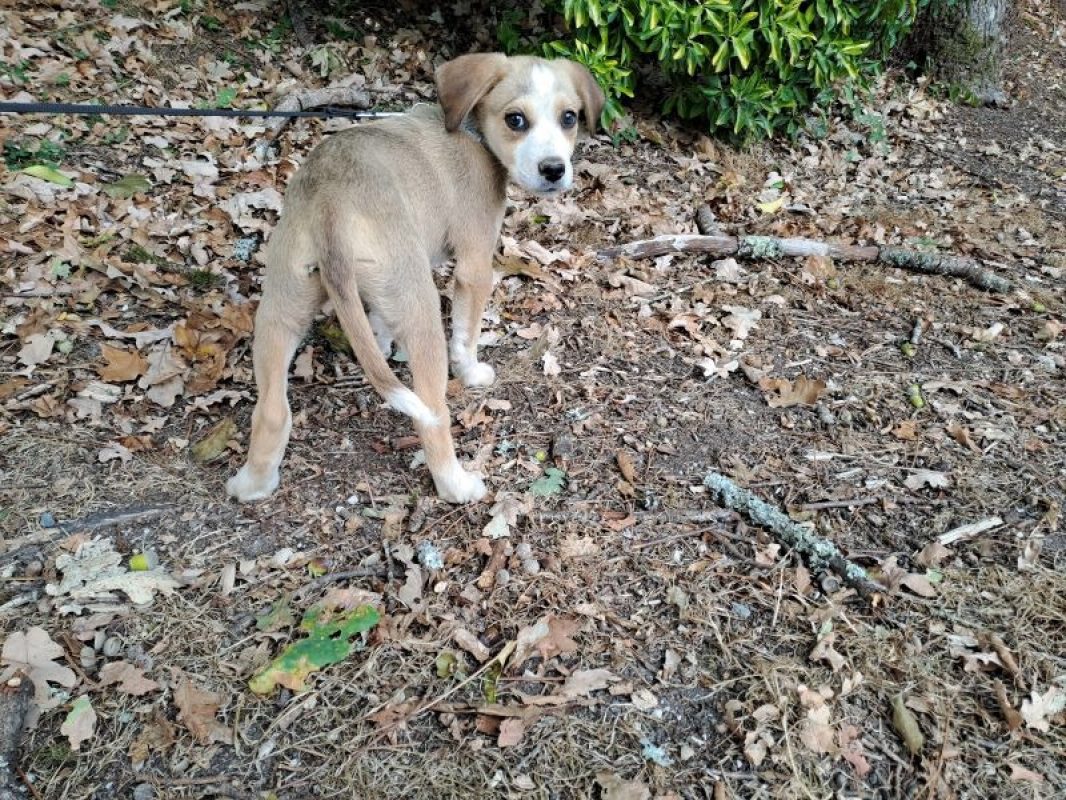 Monaco - Chien à adopter