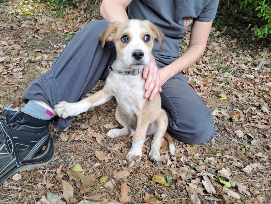 Monaco - Chien à adopter - photo 2