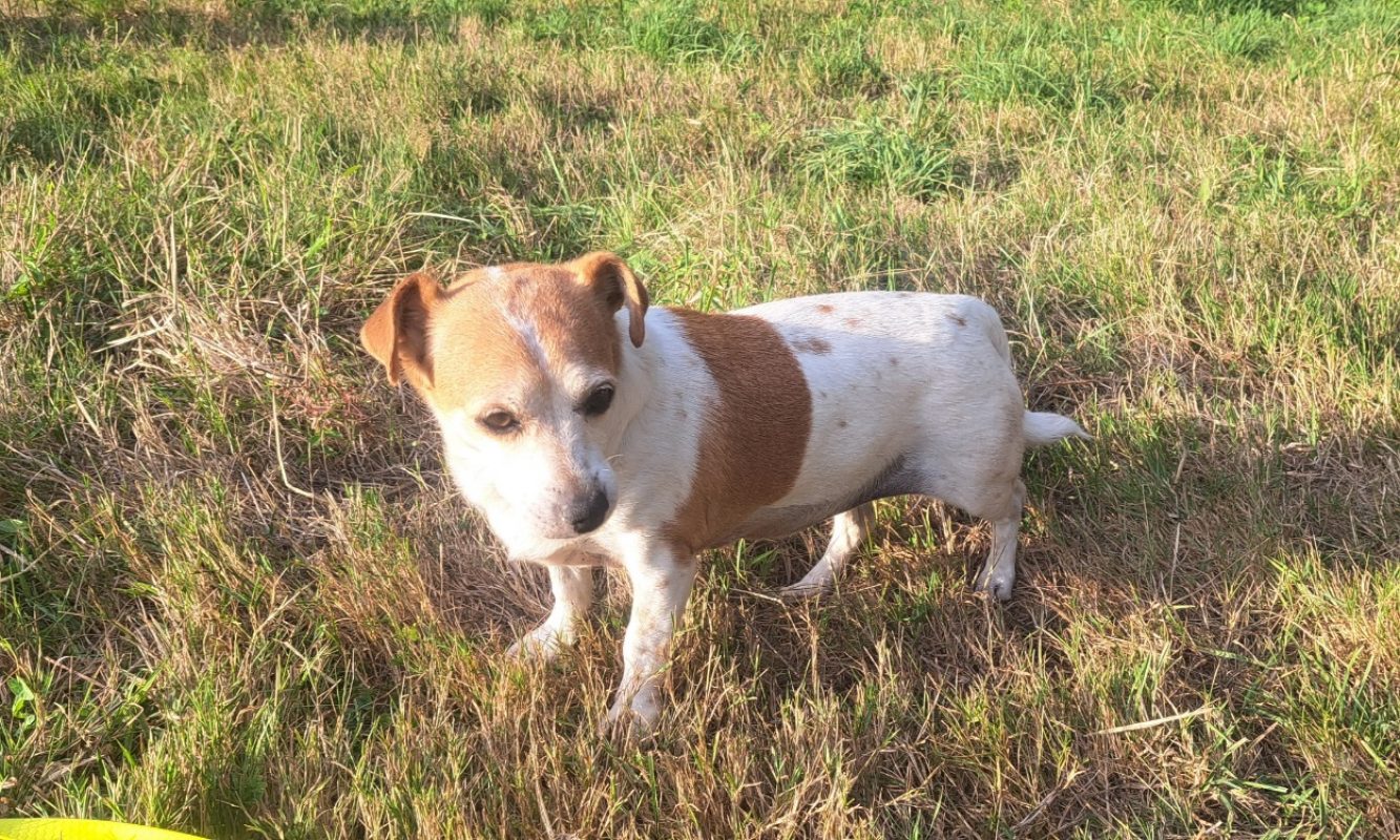 Mollynette - Chien à adopter