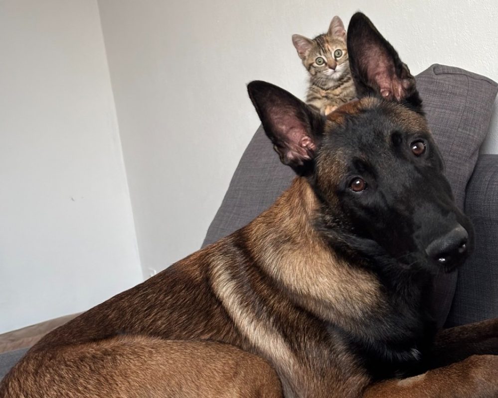 Aiko - Chien Berger Belge Malinois à adopter