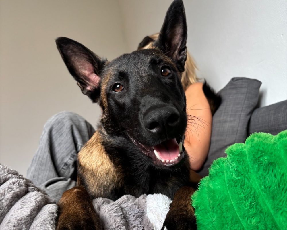 Aiko - Chien Berger Belge Malinois à adopter - photo 2