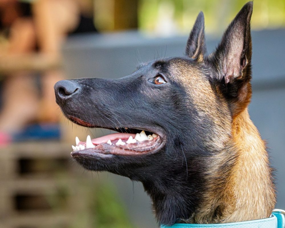 Aiko - Chien Berger Belge Malinois à adopter - photo 3