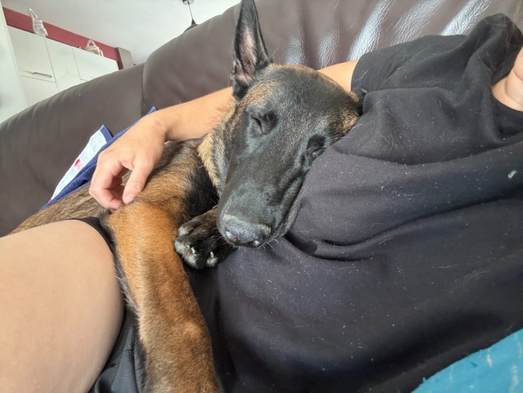 Aiko - Chien Berger Belge Malinois à adopter - photo 4