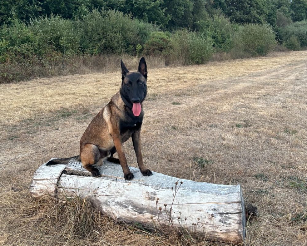 Aiko - Chien Berger Belge Malinois à adopter - photo 5