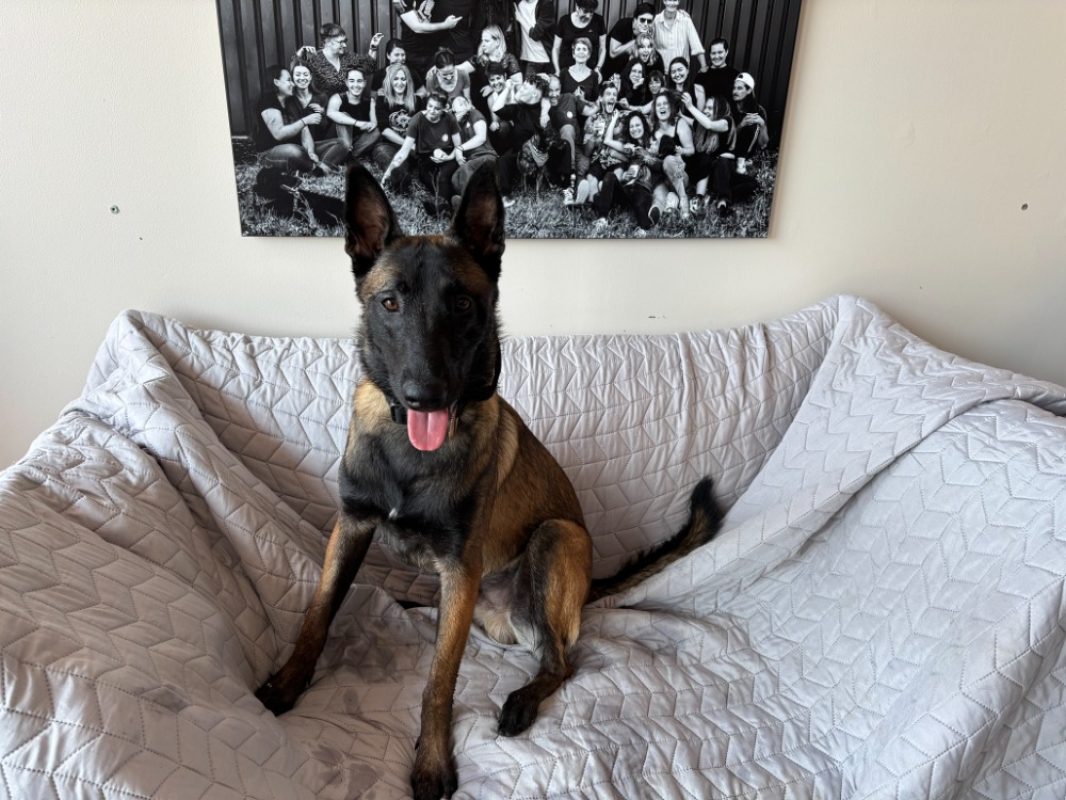 Aiko - Chien Berger Belge Malinois à adopter - photo 6