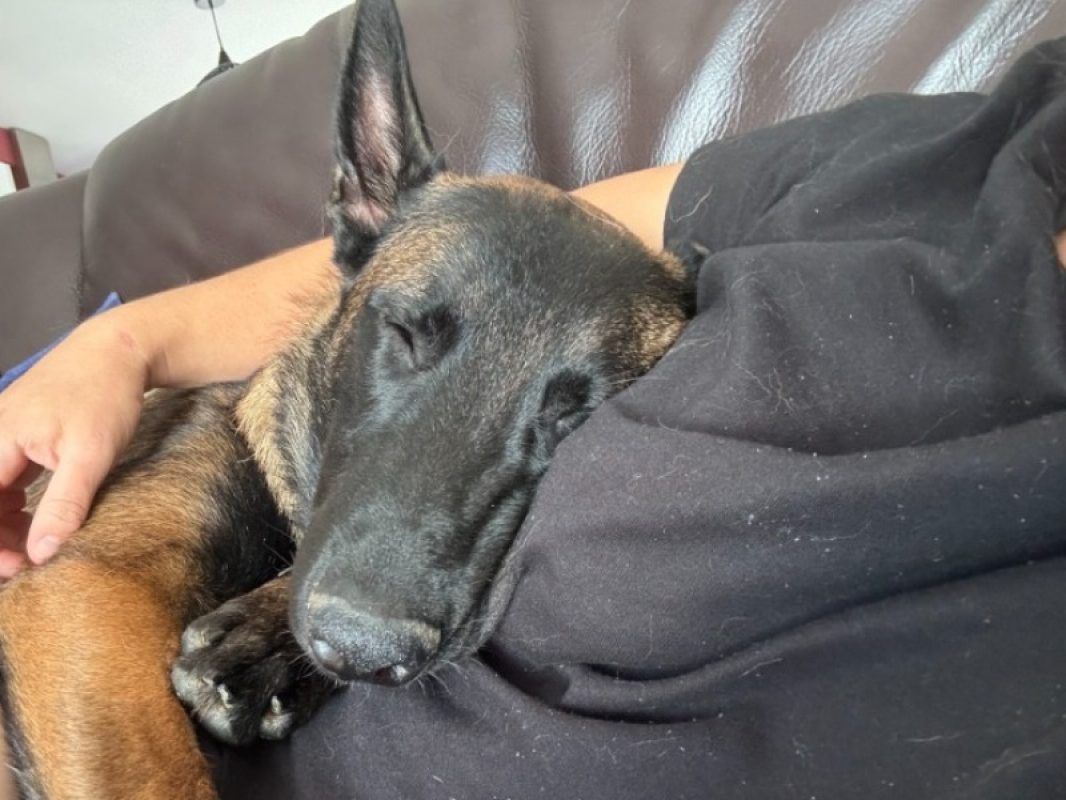 Aiko - Chien Berger Belge Malinois à adopter - photo 4