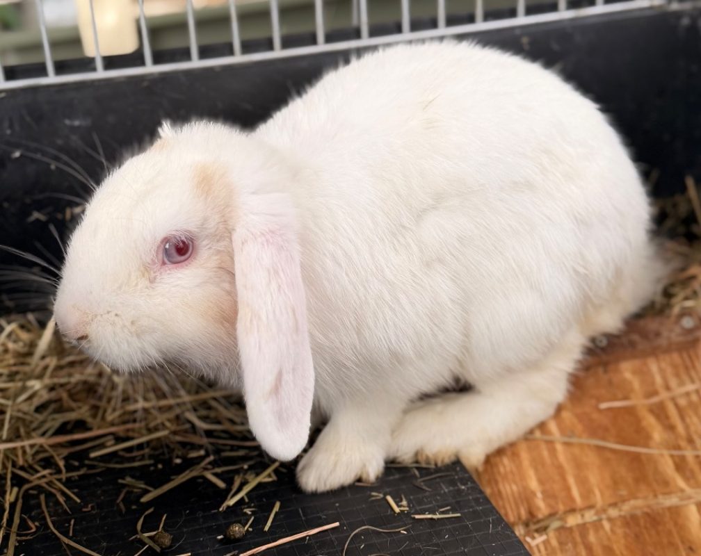 Coco - Rongeur Lapin à adopter