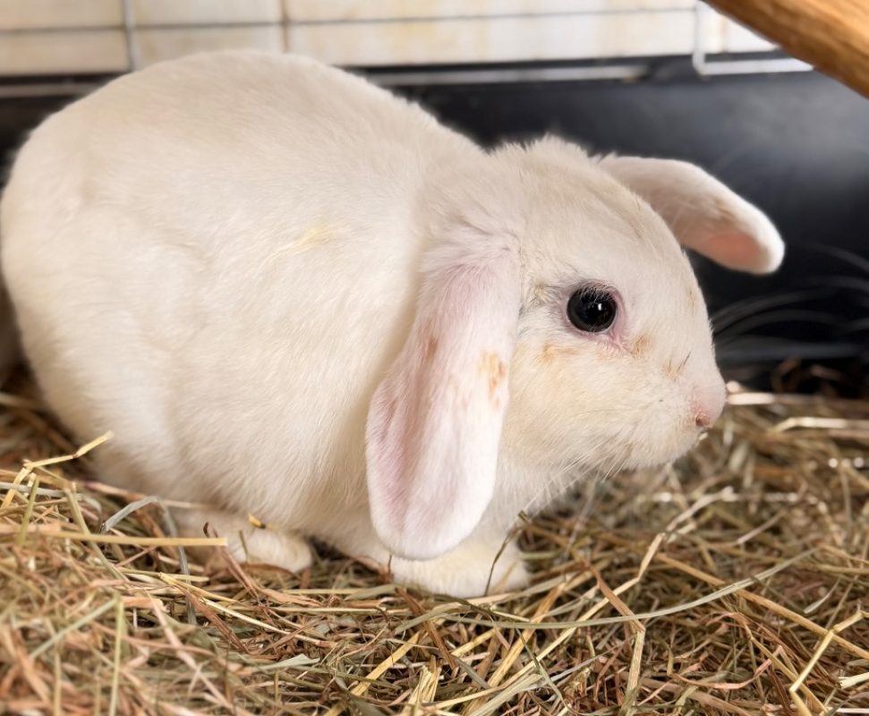 Winnie - Rongeur Lapin à adopter