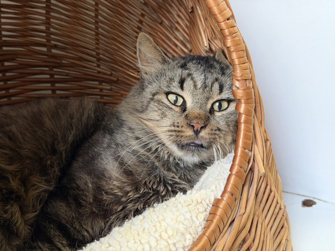 Ulysse - Chat Européen à adopter