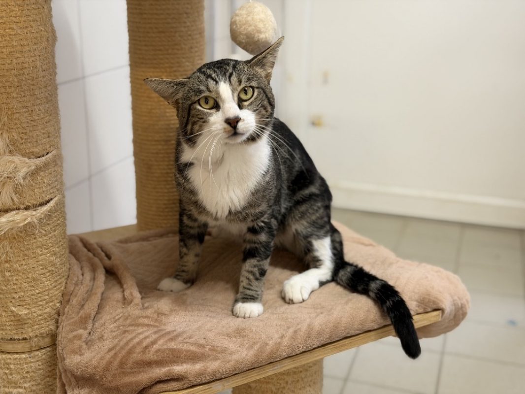Oxo - Chat Européen à adopter