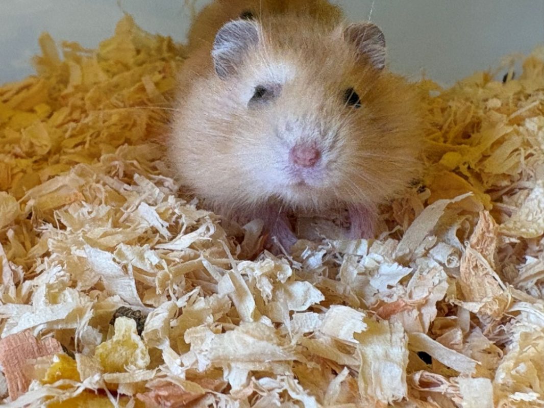 Tofu - Rongeur Hamster à adopter