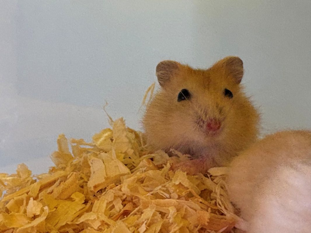 Kumo - Rongeur Hamster à adopter