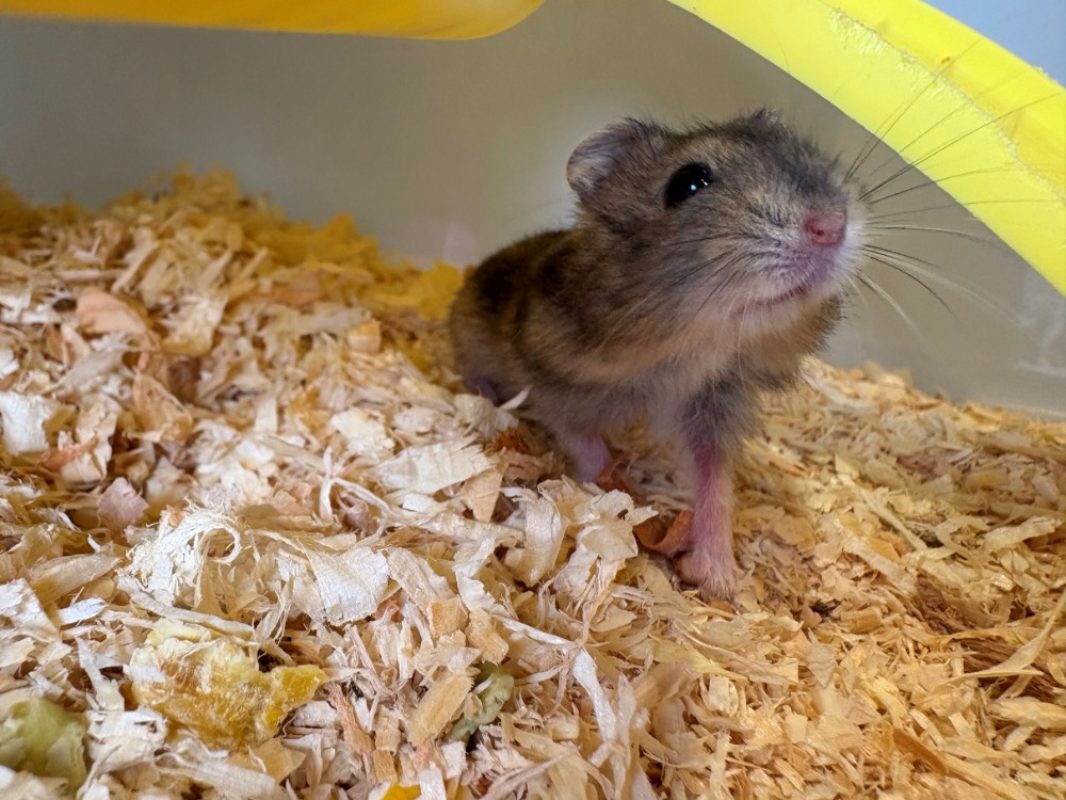 Zephyr - Rongeur Hamster à adopter
