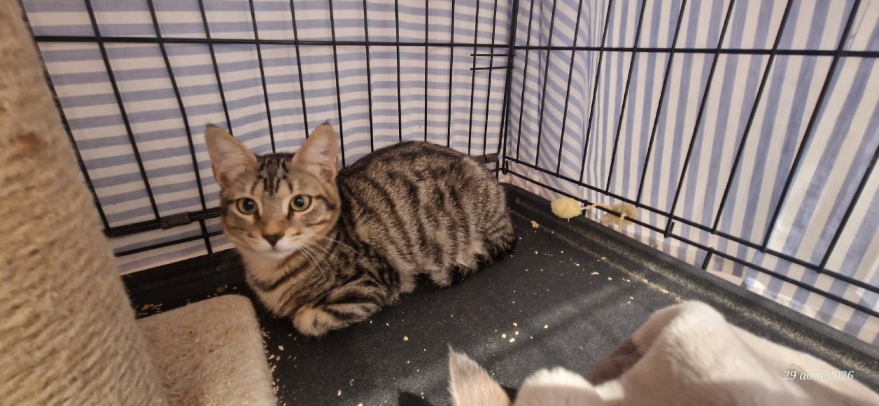 Jazz - Chat Européen à adopter