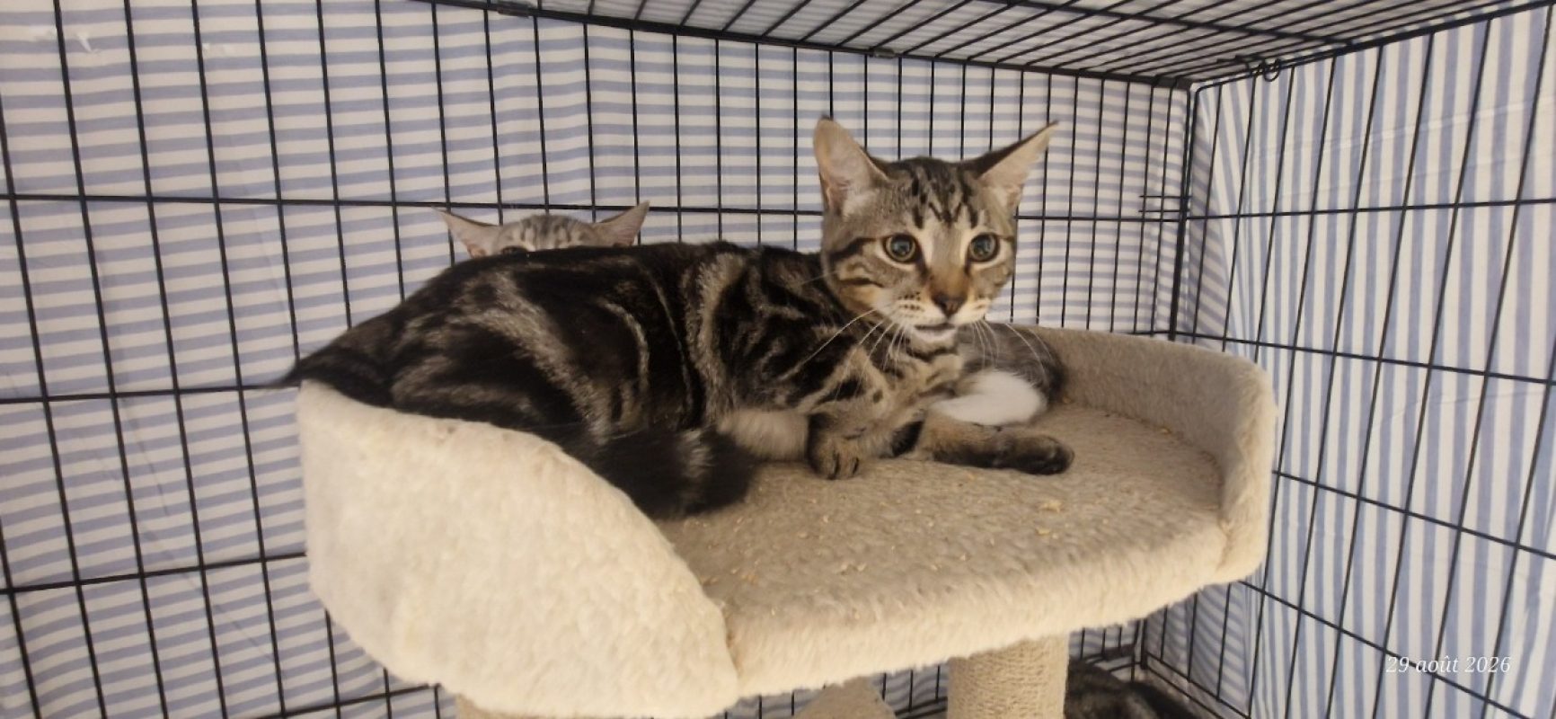 Melody - Chat Européen à adopter