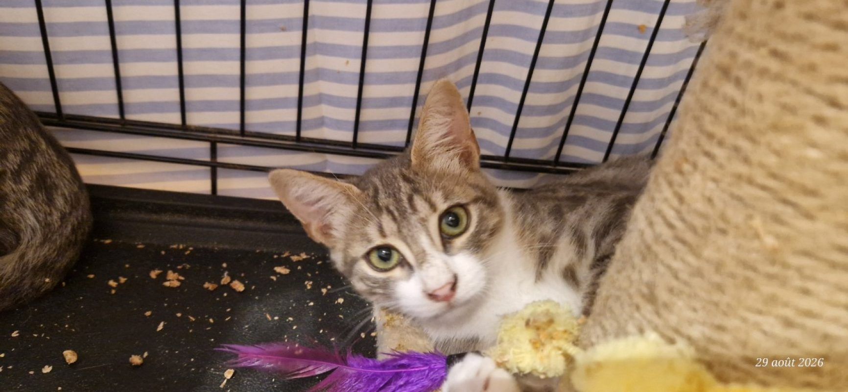 Bemol - Chat Européen à adopter
