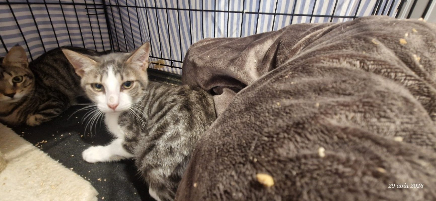 Alto - Chat Européen à adopter