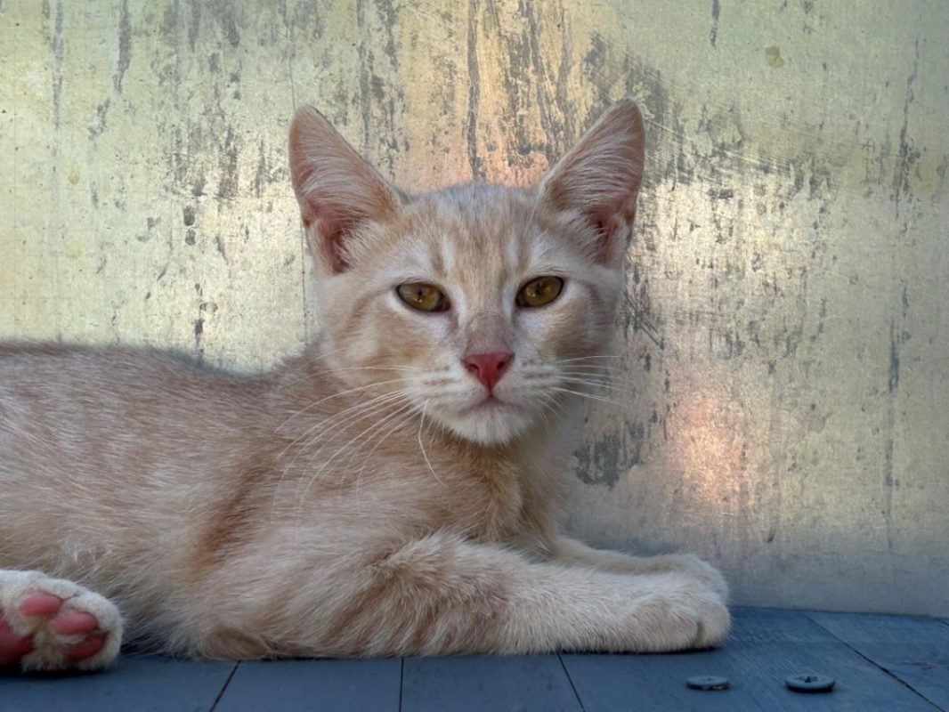 Lexus - Chat Européen à adopter