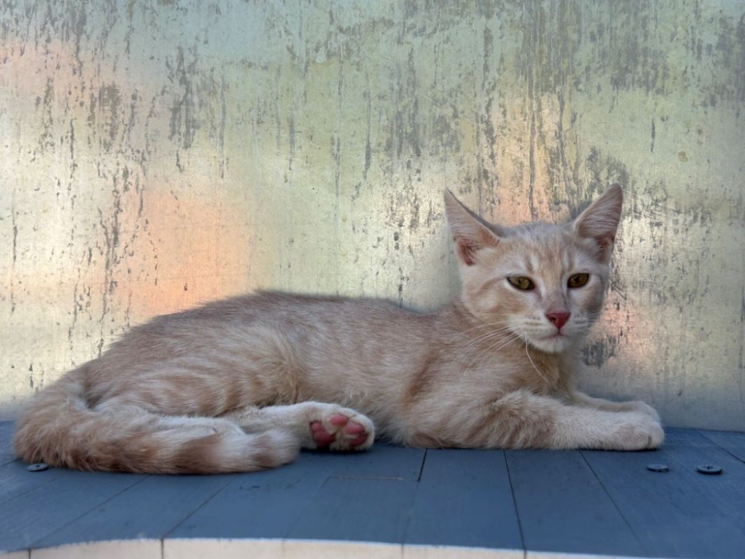 Lexus - Chat Européen à adopter - photo 2