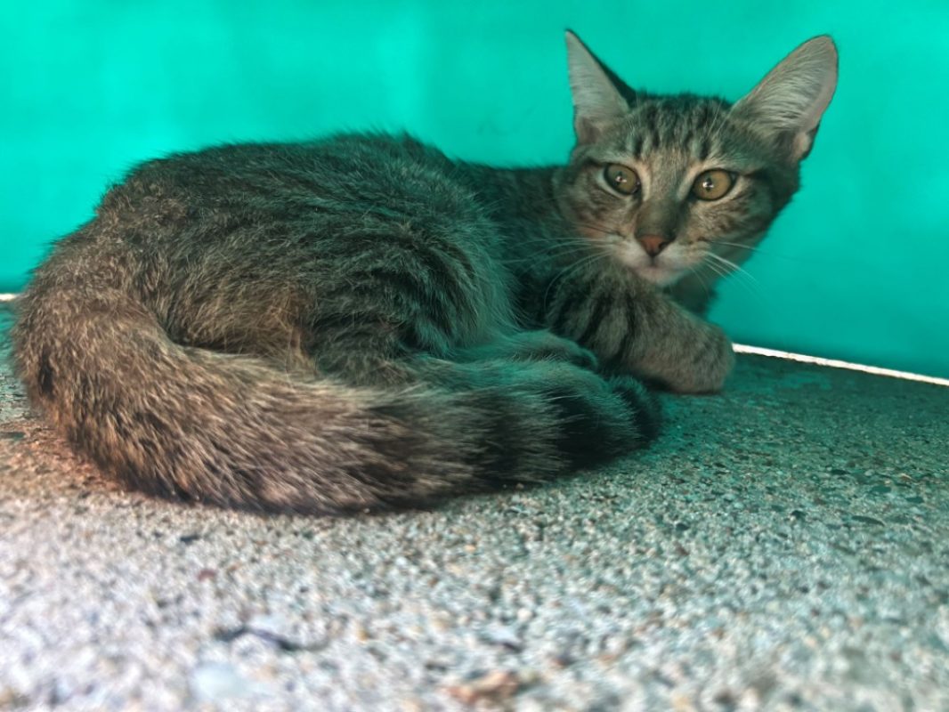Skyline - Chat Européen à adopter
