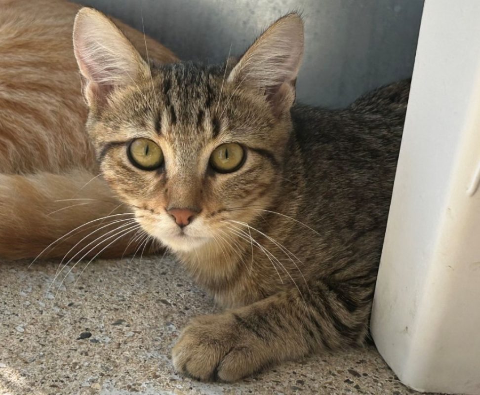 Skyline - Chat Européen à adopter