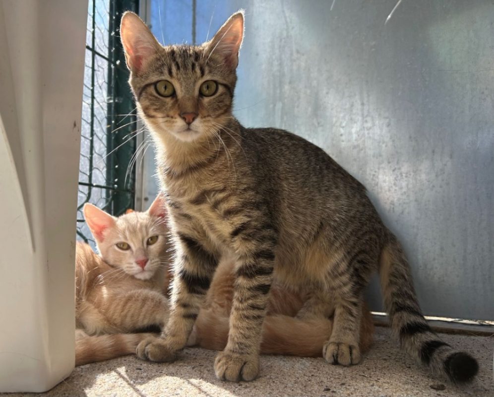 Skyline - Chat Européen à adopter - photo 2