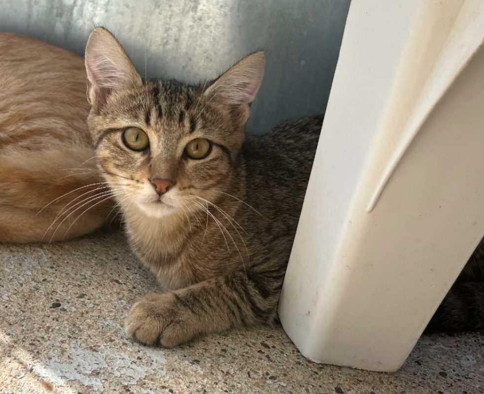 Skyline - Chat Européen à adopter - photo 3