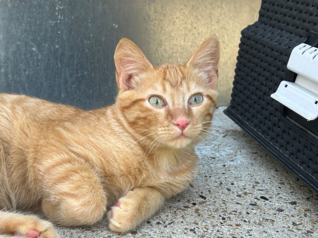 Rolls - Chat Européen à adopter