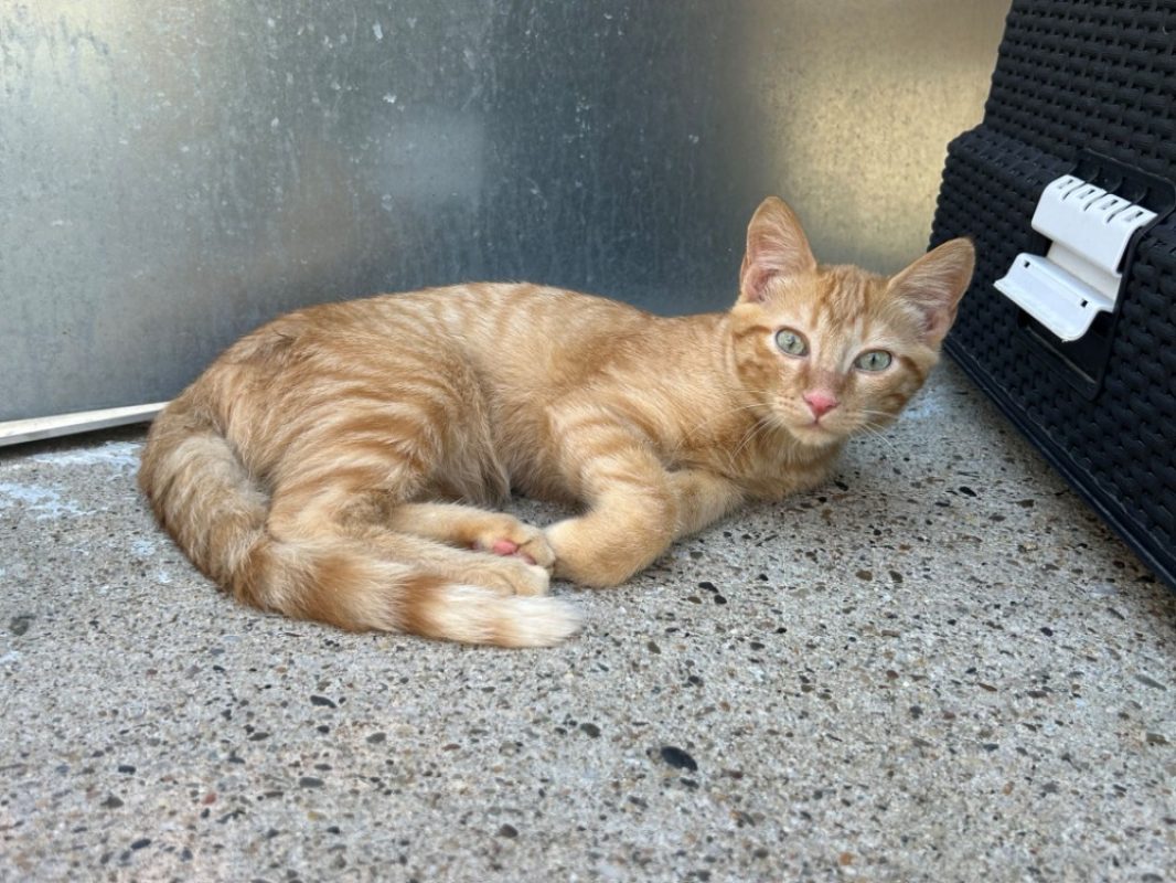 Rolls - Chat Européen à adopter - photo 2