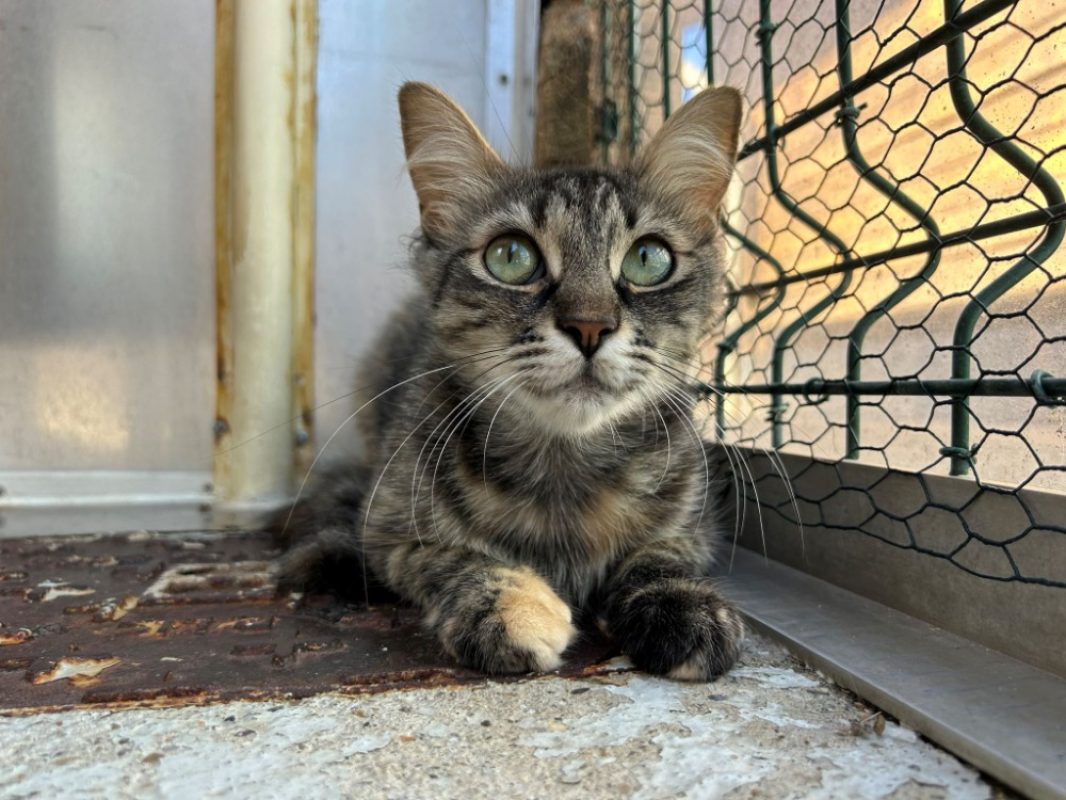 Giu - Chat Européen à adopter