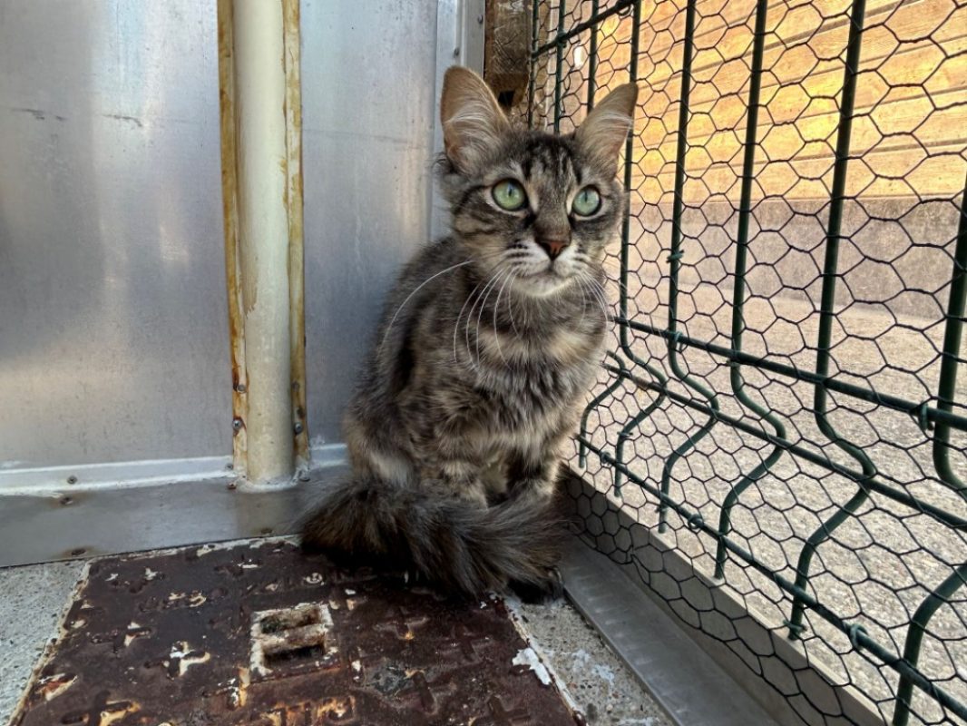 Giu - Chat Européen à adopter - photo 2