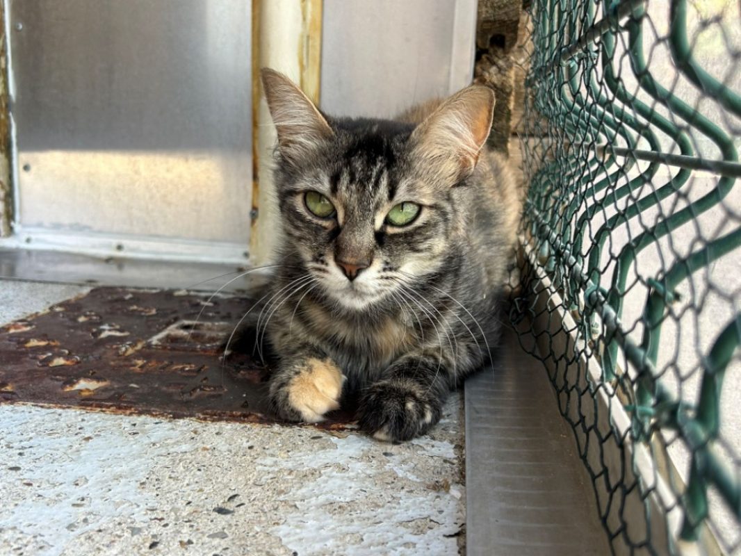 Giu - Chat Européen à adopter - photo 3